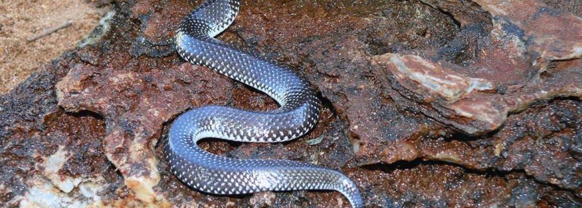 slim snake