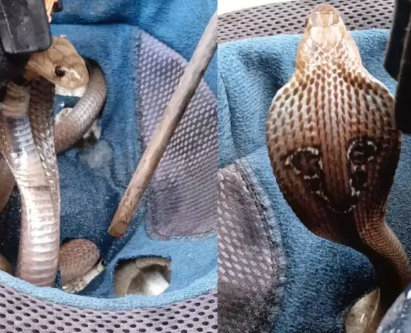 cobra